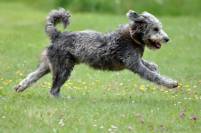 Hundekindergarten f&uuml;r Berufst&auml;tige